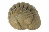Wide, Bumpy Enrolled Morocops Trilobite #125144-1